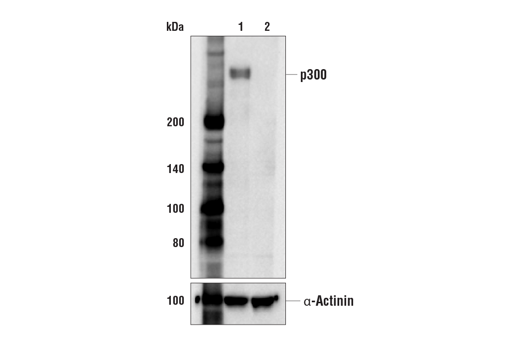 Western Blotting Image 1: p300 (E6D1T) Rabbit mAb (BSA and Azide Free)