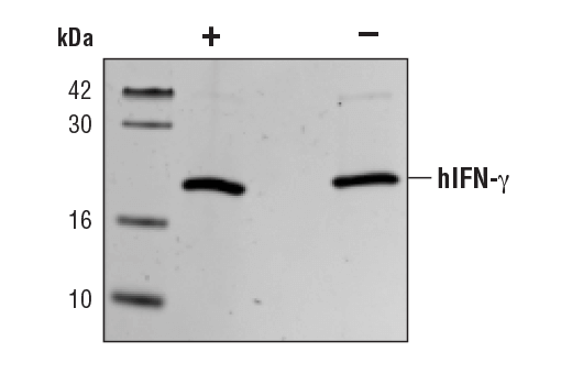 undefined Image 2: Human Interferon-gamma (hIFN-gamma) Recombinant Protein