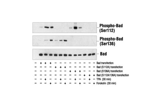 Western Blotting Image 4: Bad Antibody
