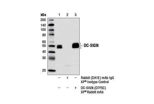 Immunoprecipitation Image 1: DC-SIGN (D7F5C) XP<sup>®</sup> Rabbit mAb