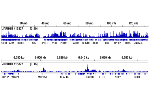 CUT & RUN Image 2: JARID1B (E2X6N) Rabbit Monoclonal Antibody