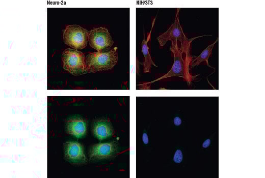 undefined Image 27: Presynaptic Vesicle Cycle Antibody Sampler Kit