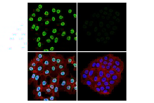 Immunofluorescence Image 1: NONO Antibody