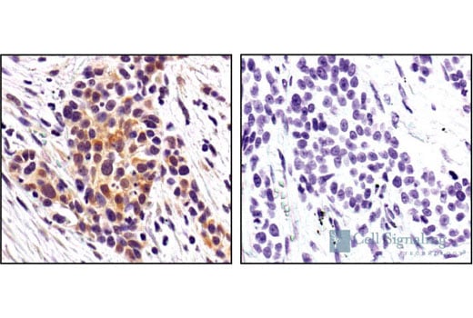 Immunohistochemistry Image 2: Phospho-HSP27 (Ser82) Antibody