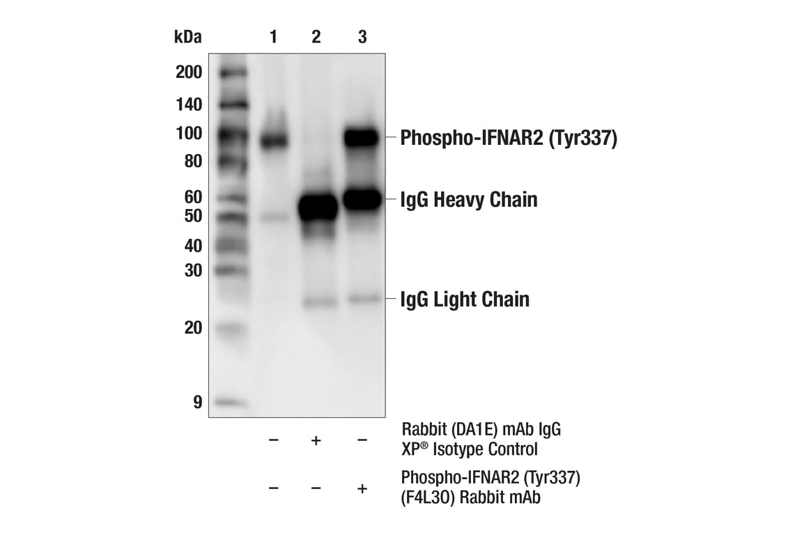 Immunoprecipitation Image 1: Phospho-IFNAR2 (Tyr337) (F4L3O) Rabbit Monoclonal Antibody