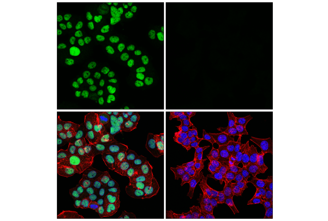 Immunofluorescence Image 1: MLH1 (4C9C7) Mouse Monoclonal Antibody (BSA and Azide Free)