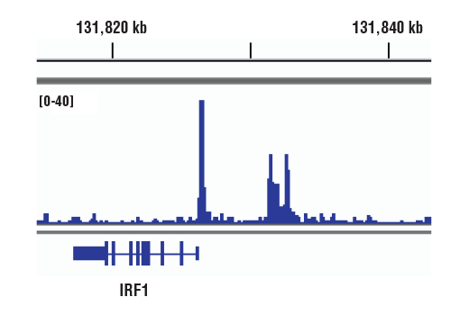 undefined Image 25: Stat Antibody Sampler Kit II