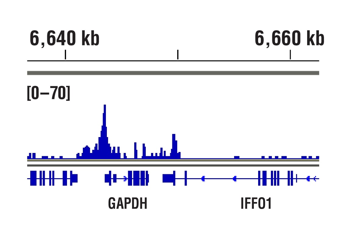 CUT & RUN Image 1: TBP (D5G7Y) Rabbit Monoclonal Antibody