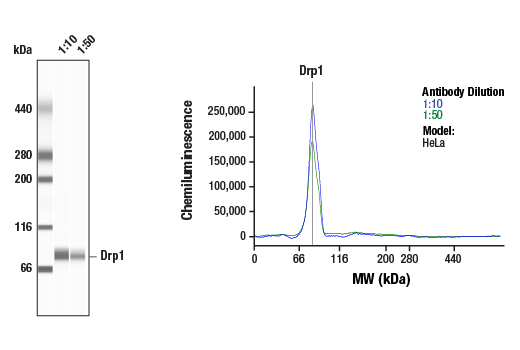 Western Blotting Image 1: DRP1 (D6C7) Rabbit Monoclonal Antibody