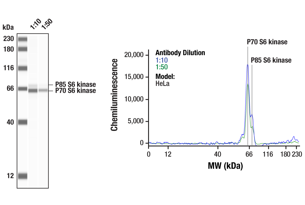 Western Blotting Image 1: p70 S6 Kinase Antibody