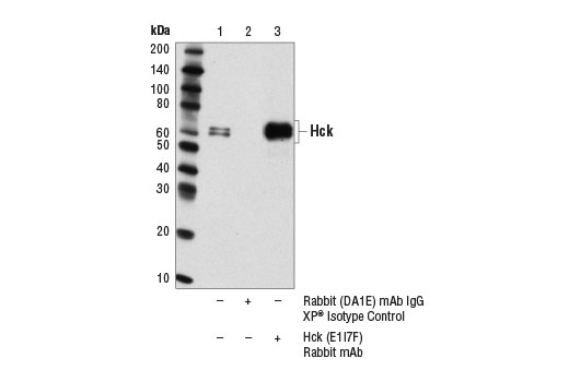 Immunoprecipitation Image 1: Hck (E1I7F) Rabbit Monoclonal Antibody