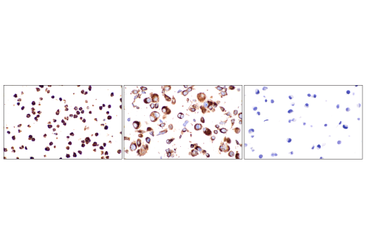 Immunohistochemistry Image 8: CD68 (E3O7V) Rabbit mAb (BSA and Azide Free)