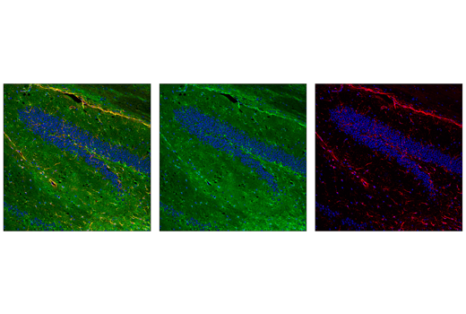 Immunofluorescence Image 1: ALDH1L1 (E7D7G) Rabbit Monoclonal Antibody