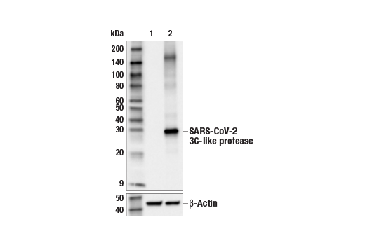 Western Blotting Image 2: SARS-CoV-2 3C-Like Protease (E4D3W) Rabbit Monoclonal Antibody