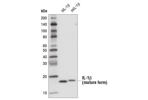 Western Blotting Image 3: IL-1 beta (3A6) Mouse Monoclonal Antibody (BSA and Azide Free)