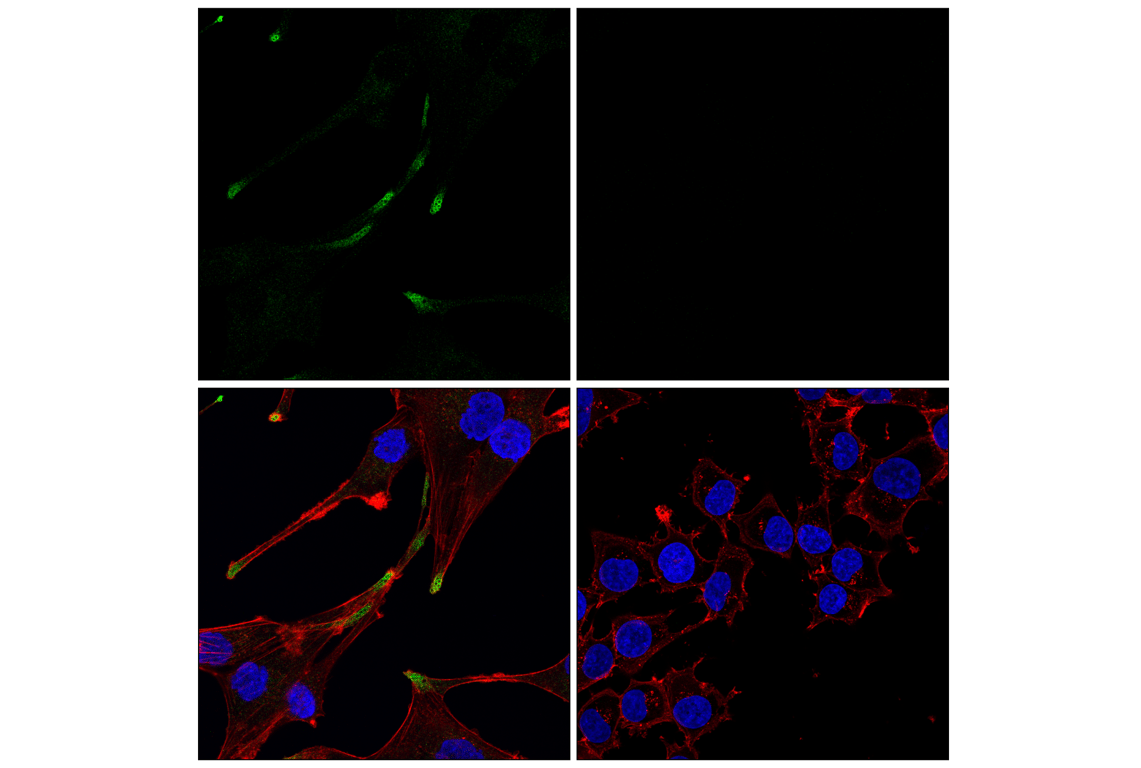 Immunofluorescence Image 1: AIFM2/FSP1 (F7A3L) Rabbit Monoclonal Antibody