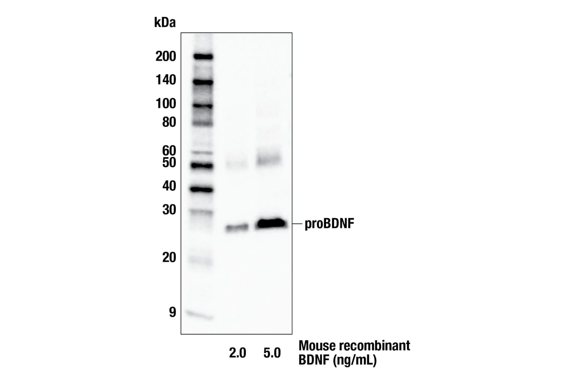 Western Blotting Image 2: BDNF Antibody