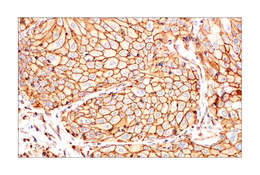 Immunohistochemistry Image 6: Phospho-Tyrosine (4G10) Mouse Monoclonal Antibody