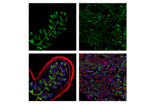 Immunofluorescence Image 3: MAP7 Antibody