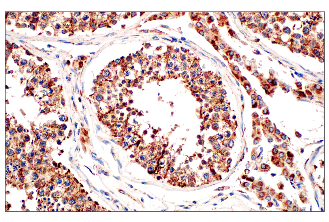 Immunohistochemistry Image 7: Frataxin (F4V2S) Rabbit Monoclonal Antibody