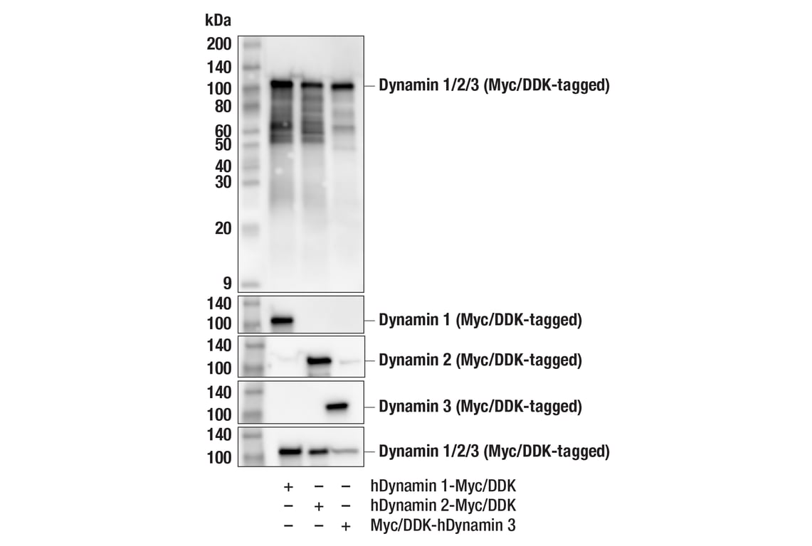 Western Blotting Image 2: Dynamin (pan) (F2E9N) Rabbit Monoclonal Antibody