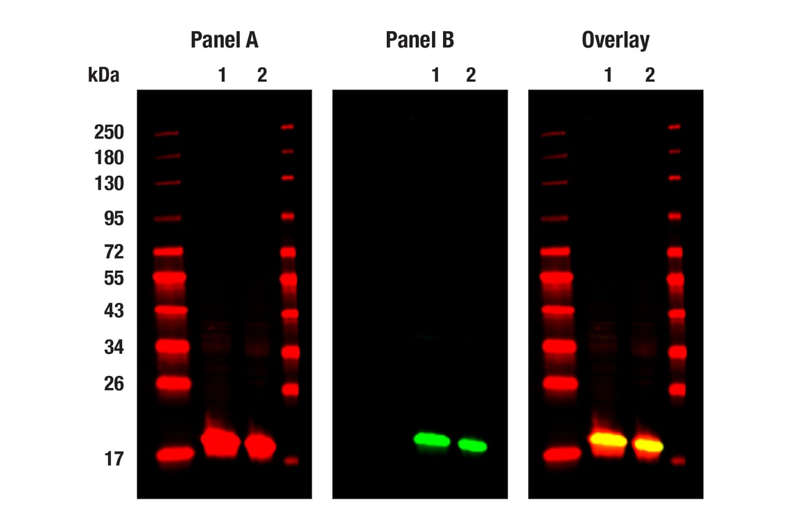 Western Blotting Image 1: Mono-Methyl-Histone H3 (Lys4) (D1A9) Rabbit Monoclonal Antibody