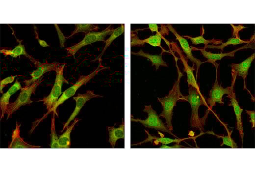p44/42 MAPK (Erk1/2) (137F5) Rabbit mAb (BSA and Azide Free