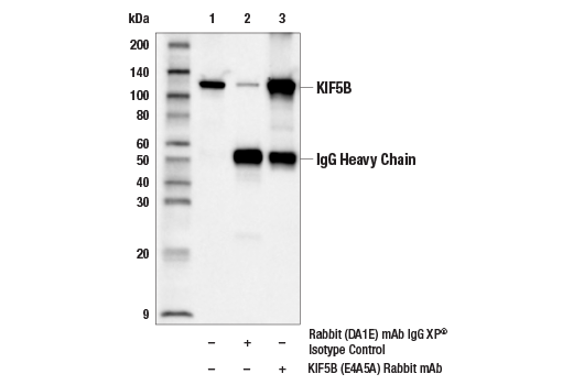 Immunoprecipitation Image 1: KIF5B (E4A5A) Rabbit Monoclonal Antibody