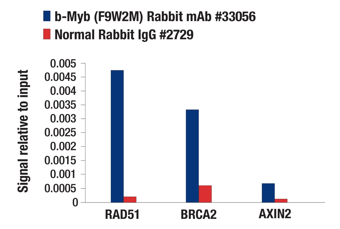 Chromatin Immunoprecipitation Image 1: b-Myb (F9W2M) Rabbit Monoclonal Antibody