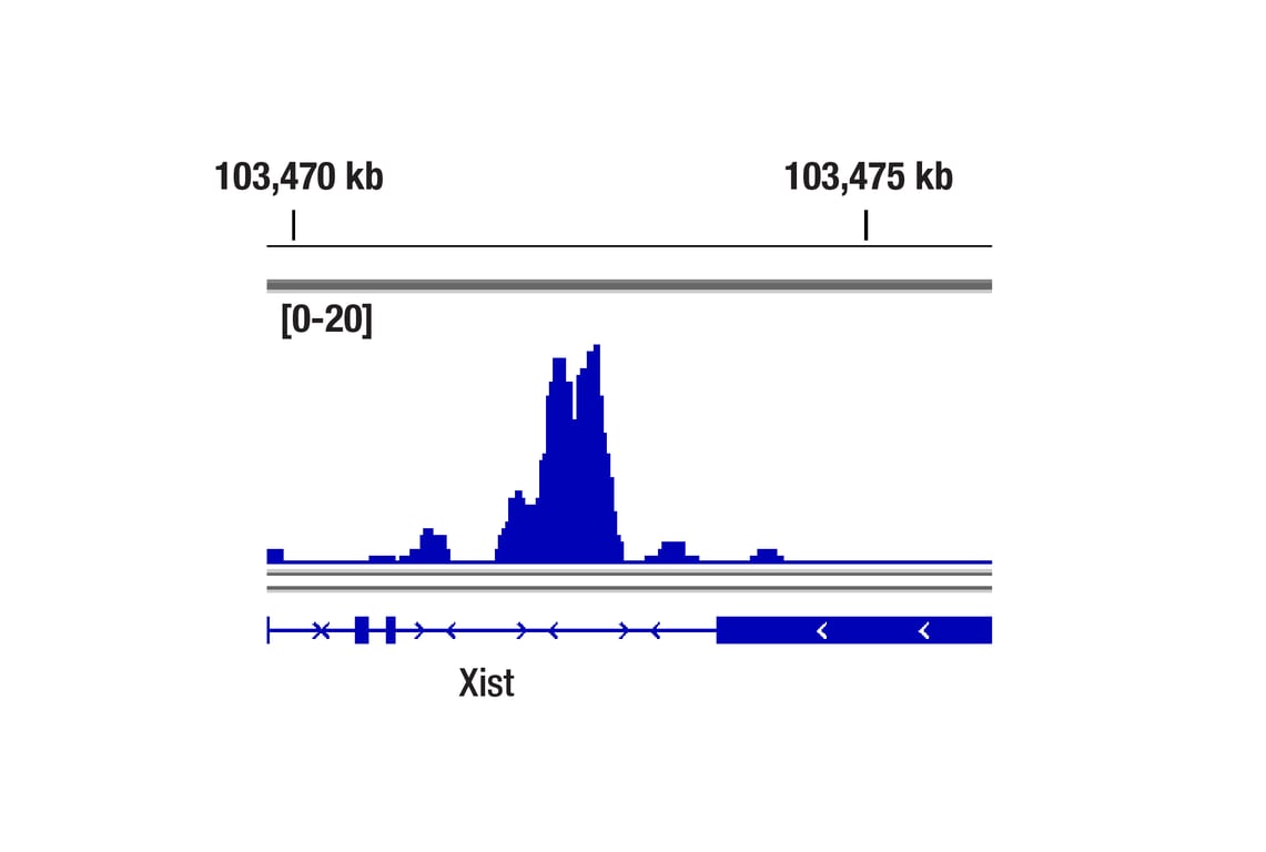 CUT & RUN Image 1: TET1 (E5F1O) Rabbit Monoclonal Antibody