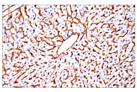 Immunohistochemistry Image 9: CD38 (E9F5A) Rabbit Monoclonal Antibody (BSA and Azide Free)