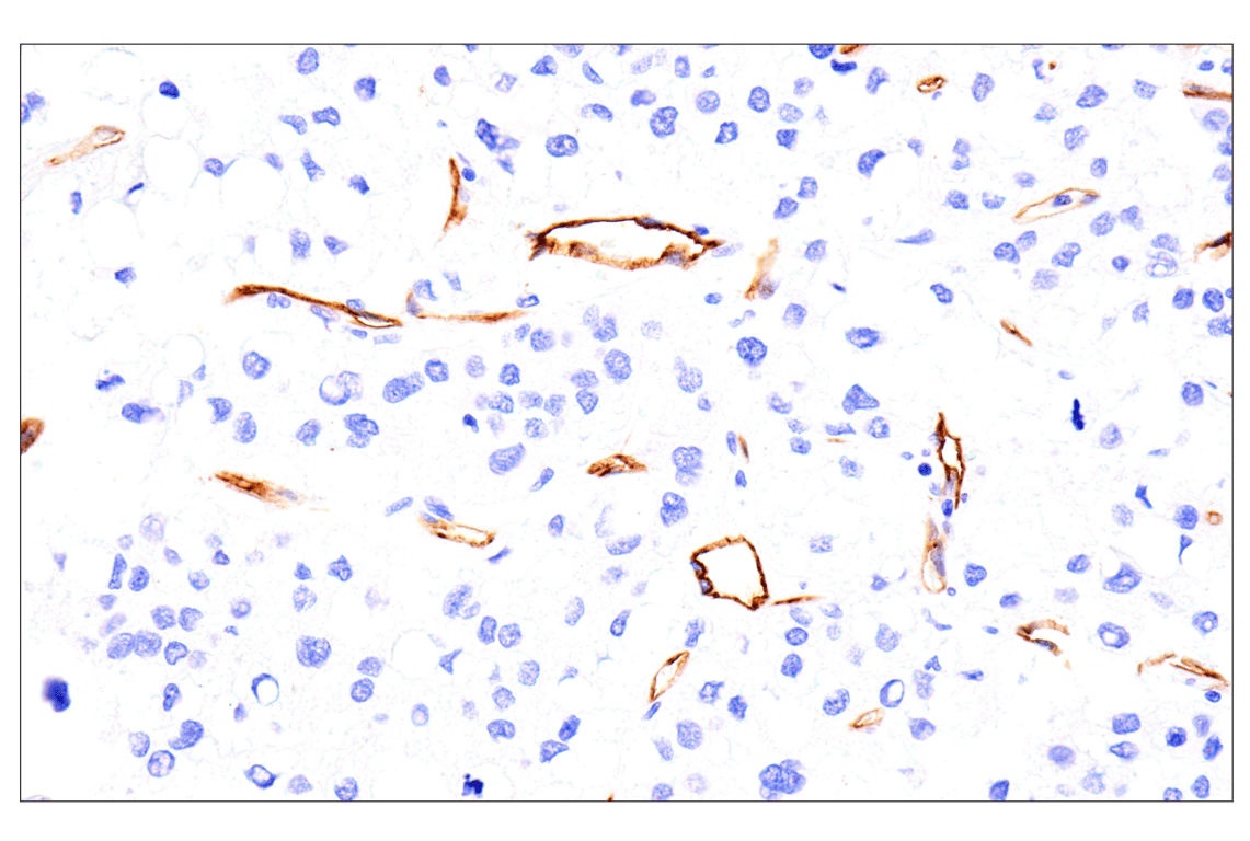 Immunohistochemistry Image 6: EMCN (E3Z4D) Rabbit Monoclonal Antibody (BSA and Azide Free)