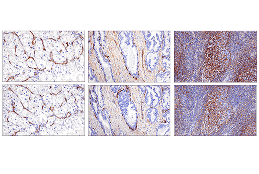 Immunohistochemistry Image 5: CD200 (E5I9V) Rabbit Monoclonal Antibody (BSA and Azide Free)