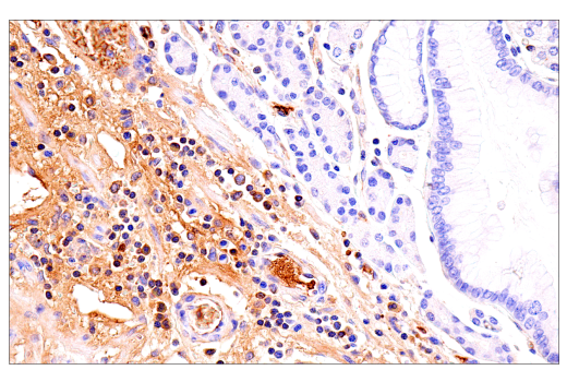 Immunohistochemistry Image 3: IgM (E9U8J) Rabbit Monoclonal Antibody