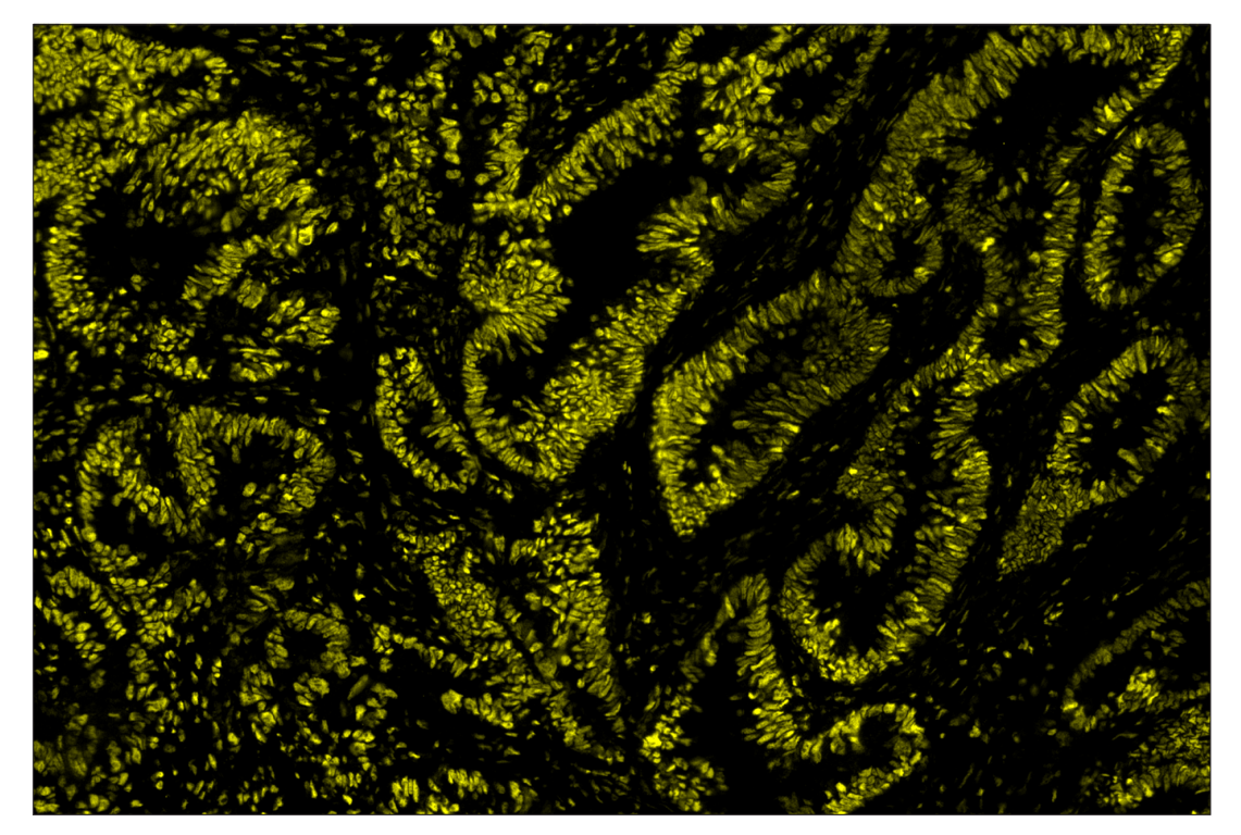 Immunohistochemistry Image 3: Phospho-CREB (Ser133) (87G3) & CO-0125-594 SignalStar<sup>™</sup> Oligo-Antibody Pair