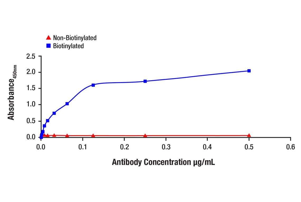 ELISA and/or ELISA-like Assays Image 1: Vitamin D3 Receptor (D2K6W) Rabbit Monoclonal Antibody (Biotinylated)