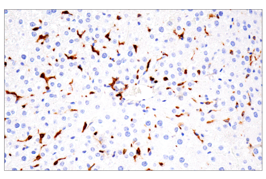 Immunohistochemistry Image 16: p22phox (E7Y1F) Rabbit Monoclonal Antibody (BSA and Azide Free)