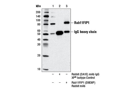 Immunoprecipitation Image 1: Rab11FIP1 (D9D8P) Rabbit Monoclonal Antibody