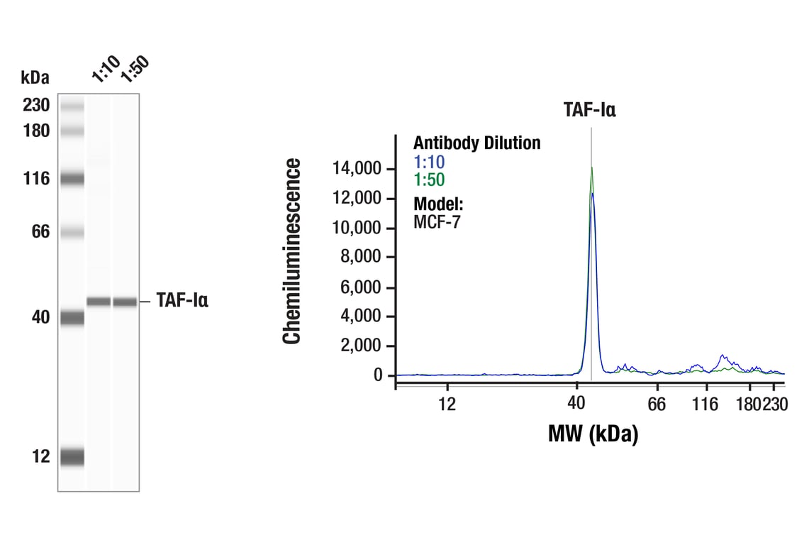 Western Blotting Image 1: TAF-I alpha (F3E2E) Rabbit Monoclonal Antibody