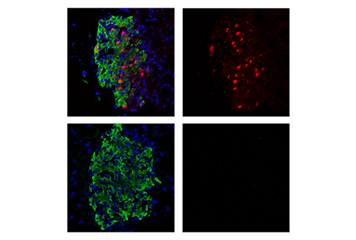 Immunofluorescence Image 1: Cre Recombinase (D7L7L) Rabbit Monoclonal Antibody (BSA and Azide Free)