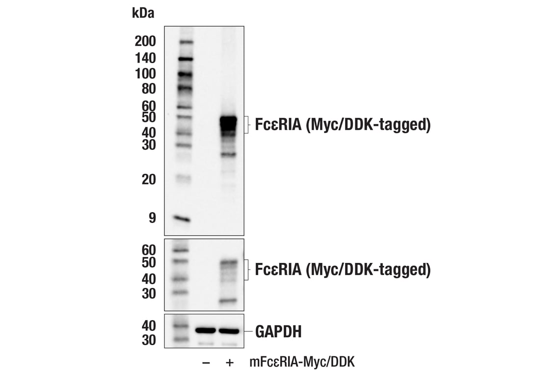 Western Blotting Image 2: Fc-epsilon RIA (E6D9L) Rabbit Monoclonal Antibody