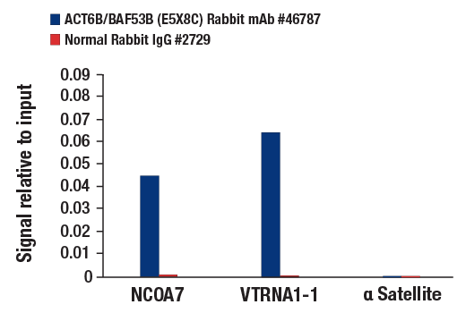 Chromatin Immunoprecipitation Image 3: ACTL6B/BAF53B (E5X8C) Rabbit Monoclonal Antibody