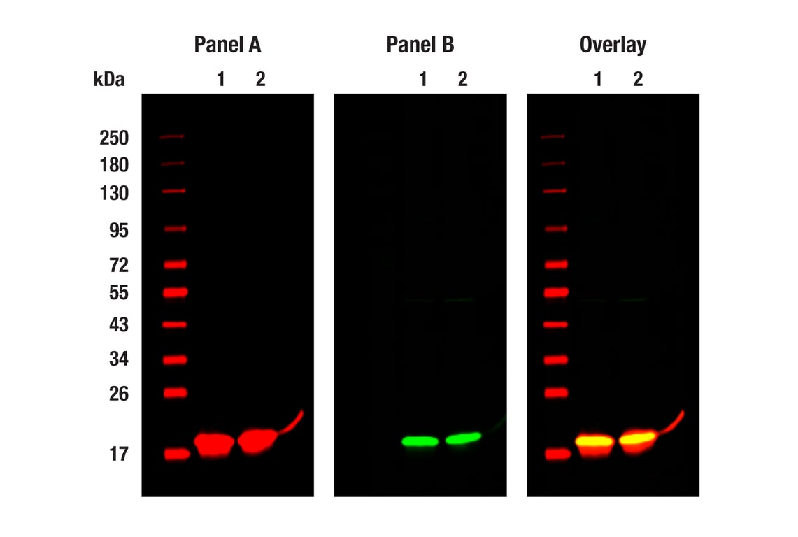 Western Blotting Image 1: Tri-Methyl-Histone H3 (Lys27) (C36B11) Rabbit Monoclonal Antibody