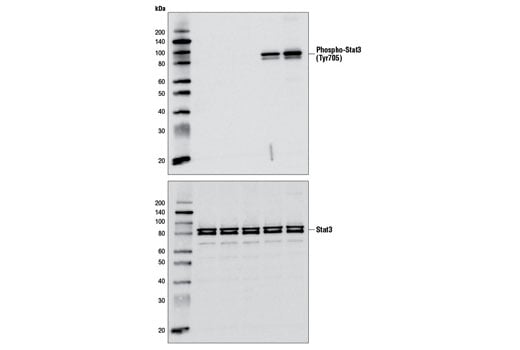 undefined Image 3: Mouse Interleukin-10 (mIL-10)