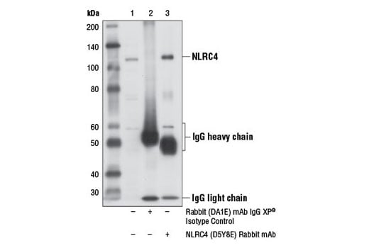 undefined Image 18: Human Reactive Inflammasome Antibody Sampler Kit II