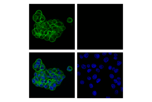 Immunofluorescence Image 1: Claudin-6 (E2S5M) Rabbit Monoclonal Antibody