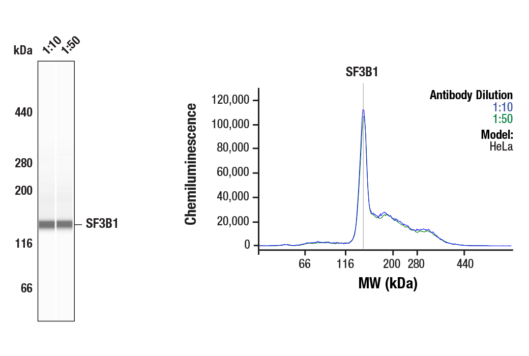 Western Blotting Image 1: SF3B1 (D7L5T) Rabbit Monoclonal Antibody