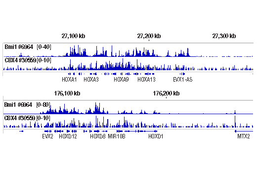 CUT & RUN Image 2: Bmi1 (D20B7) Rabbit Monoclonal Antibody