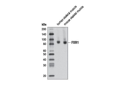Western Blotting Image 2: FXR1 (D10A2) Rabbit Monoclonal Antibody