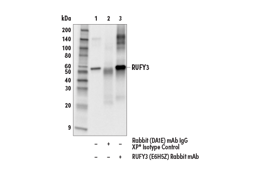 Immunoprecipitation Image 1: RUFY3 (E6H5Z) Rabbit Monoclonal Antibody